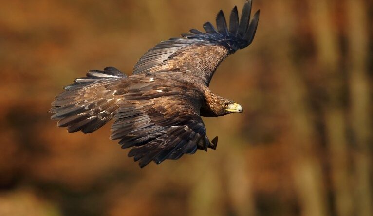 Meio ambiente ganha destaque na programação dominical da TV Cultura