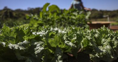 Parceria destina R$ 299 milhões para agricultura familiar na Bahia