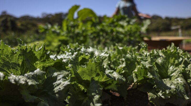 Parceria destina R$ 299 milhões para agricultura familiar na Bahia