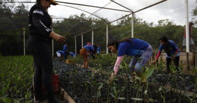 Parceria entre pesquisadores e comunidades protege mangues na Amazônia