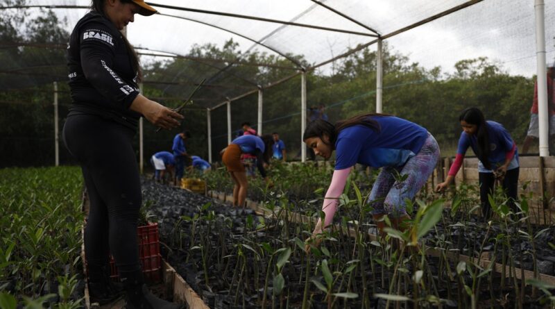 Parceria entre pesquisadores e comunidades protege mangues na Amazônia