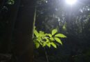 Sesc São Paulo tem programação especial na Semana do Meio Ambiente