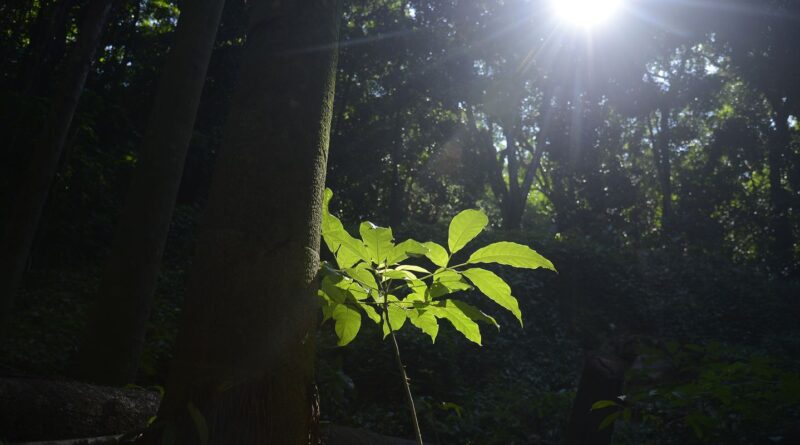 Sesc São Paulo tem programação especial na Semana do Meio Ambiente