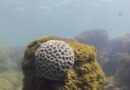 Unesco reconhece projeto brasileiro que busca preservar corais em PE