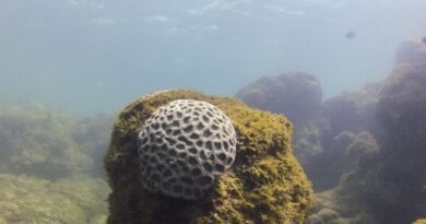Unesco reconhece projeto brasileiro que busca preservar corais em PE