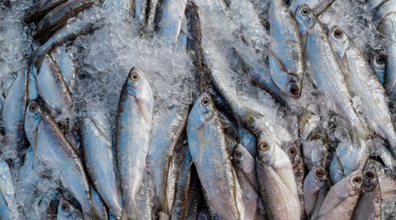 Abipesca pede crédito emergencial para reduzir impacto do tarifaço