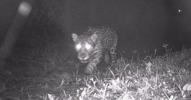 Após 50 anos, onça-pintada é registrada nas matas de Valença, no Rio