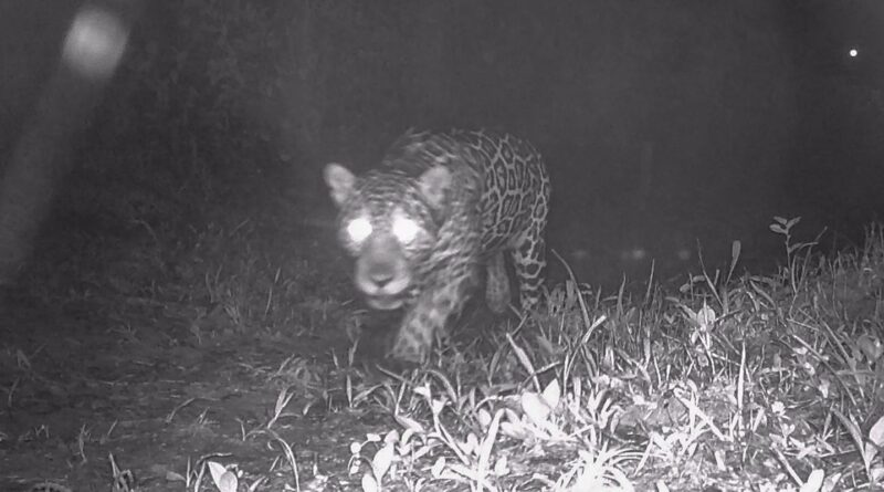 Após 50 anos, onça-pintada é registrada nas matas de Valença, no Rio