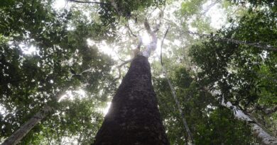 Brasil espera mobilização de Brics para resultados ambiciosos na COP30