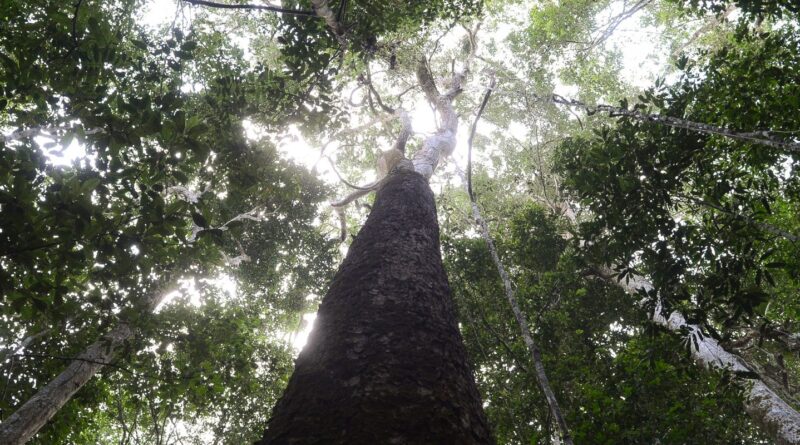 Brasil espera mobilização de Brics para resultados ambiciosos na COP30