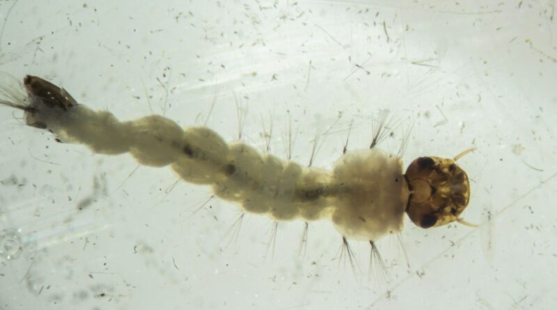 Brasil inaugura maior biofábrica do mundo de mosquitos “do bem”