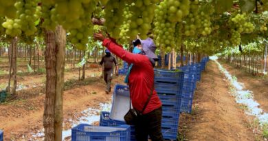 Caminhos da Reportagem: Vale do São Francisco, o sertão tecnológico