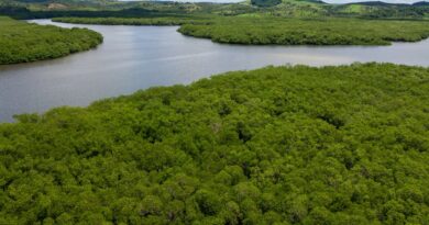Campanha pede criação de reserva para proteger manguezal em Pernambuco