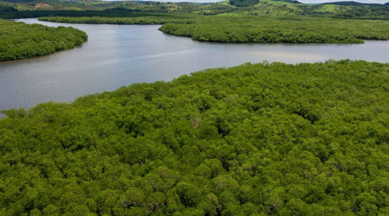 Campanha pede criação de reserva para proteger manguezal em Pernambuco