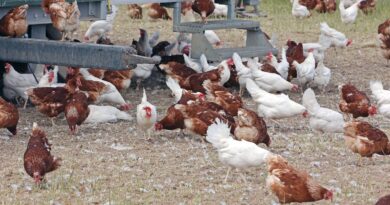 Ceará registra foco de gripe aviária em criação doméstica