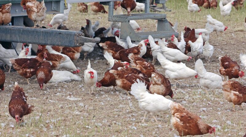 Ceará registra foco de gripe aviária em criação doméstica
