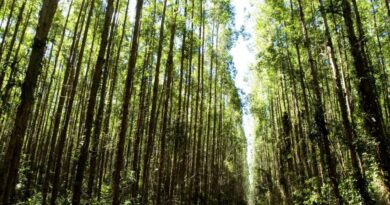 Corpo de homem é encontrado em plantação de eucalipto às margens da BR 101 em Sooretama