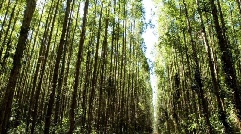 Corpo de homem é encontrado em plantação de eucalipto às margens da BR 101 em Sooretama