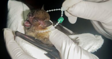 DF tem dois casos de raiva em morcegos e Saúde intensifica cuidados