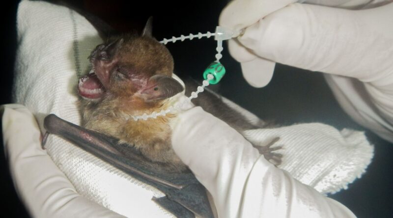 DF tem dois casos de raiva em morcegos e Saúde intensifica cuidados