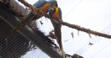 Morte de mais quatro aves fecha ao público zoológico do Rio
