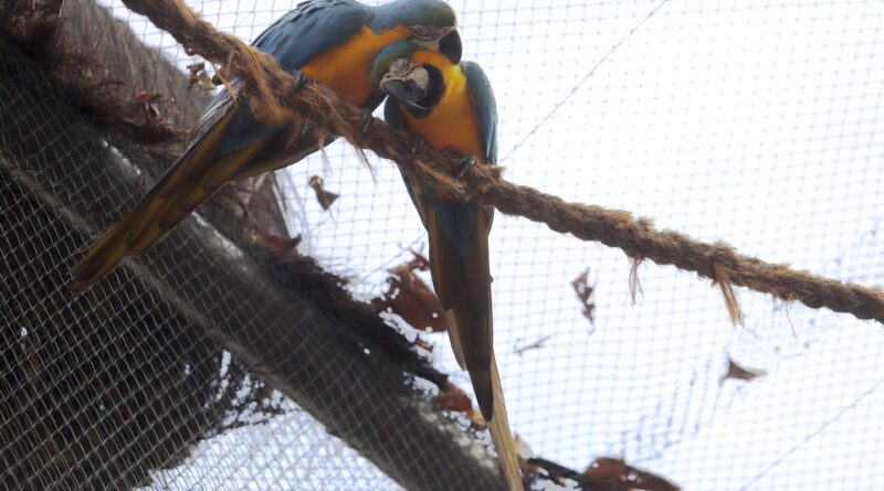 Morte de mais quatro aves fecha ao público zoológico do Rio
