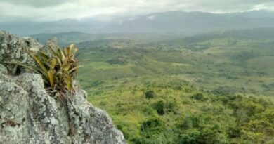 Pesquisador indígena cataloga 150 plantas medicinais de seu território