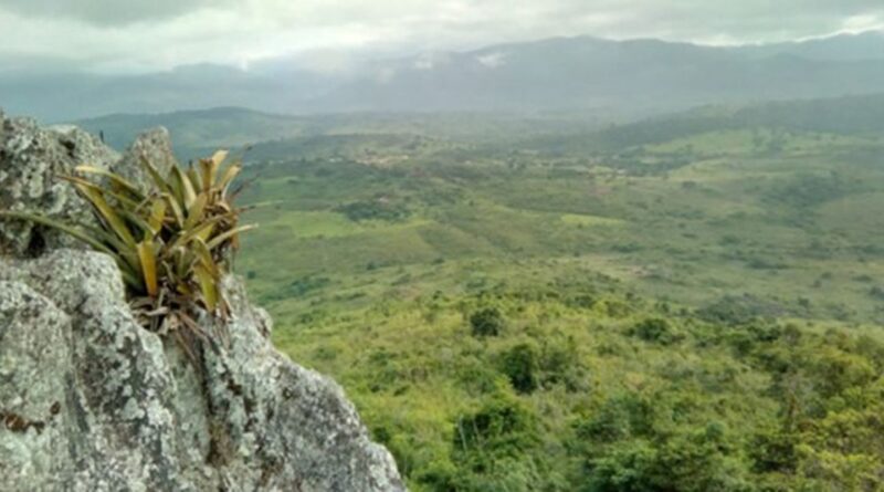 Pesquisador indígena cataloga 150 plantas medicinais de seu território