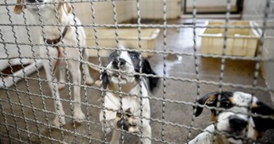 Projeto aprovado na Câmara proíbe uso de animais em testes cosméticos