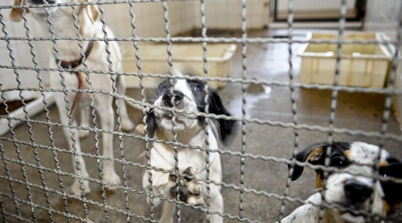 Projeto aprovado na Câmara proíbe uso de animais em testes cosméticos