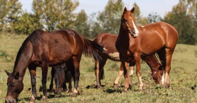 Ração contaminada mata 245 equinos em quatro estados