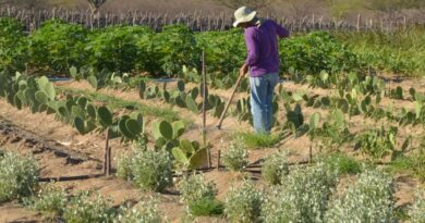 Rendimento de trabalhador rural sobe 5,5% no 1º trimestre