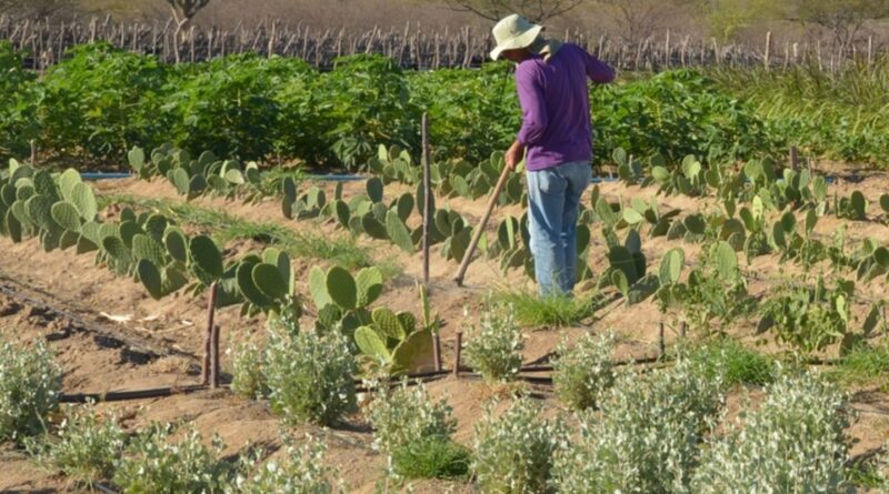 Rendimento de trabalhador rural sobe 5,5% no 1º trimestre