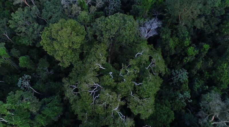 Brasil tem o desafio de elevar financiamento para florestas na COP30