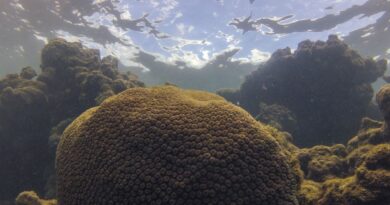 Calor, acidez das águas e pouco alimento ameaçam ecossistemas marinhos