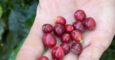 China habilita 183 empresas brasileiras a exportar café para o país