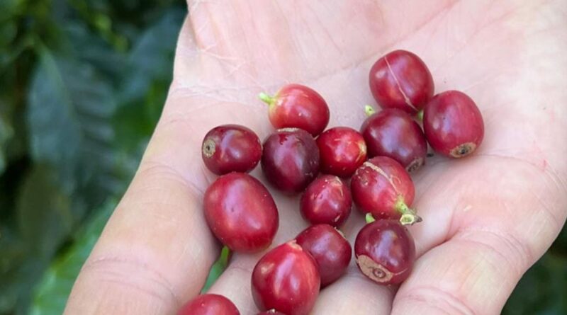 China habilita 183 empresas brasileiras a exportar café para o país