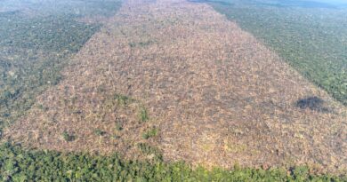 Desmatamento é responsável por mais de 28 mil mortes anuais por calor