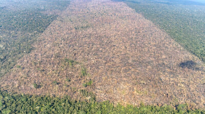 Desmatamento é responsável por mais de 28 mil mortes anuais por calor