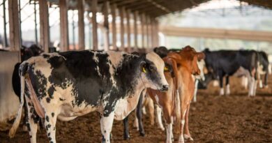 Dois lotes da vacina Excell 10 pode ter matado quase 200 animais