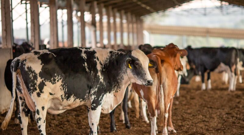 Dois lotes da vacina Excell 10 pode ter matado quase 200 animais