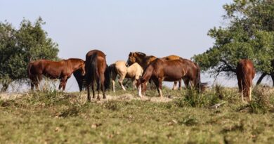 Fiocruz identifica 3 casos de encefalite equina venezuelana no AM