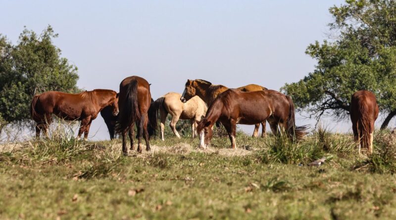 Fiocruz identifica 3 casos de encefalite equina venezuelana no AM