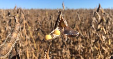 Justiça suspende decisão do Cade sobre Moratória da Soja