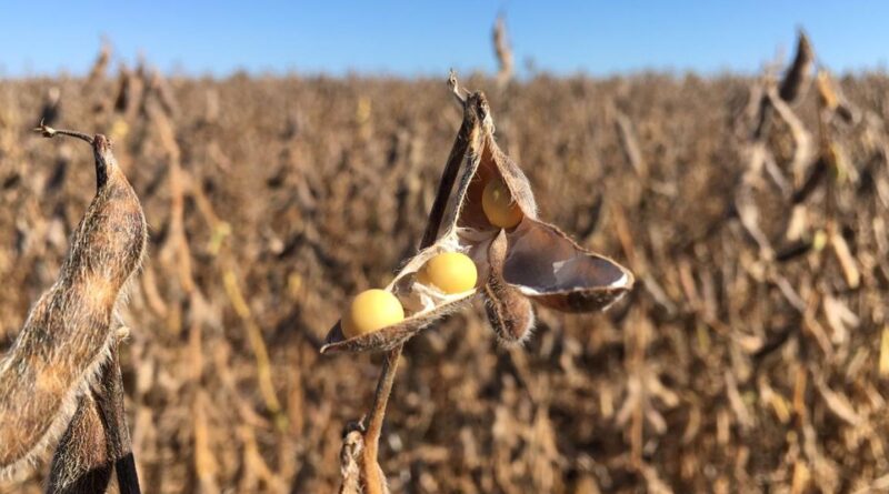 Justiça suspende decisão do Cade sobre Moratória da Soja