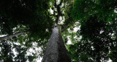 Lula sanciona lei do licenciamento ambiental com 63 vetos