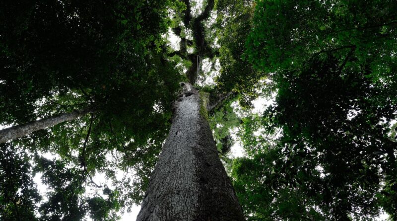 Lula sanciona lei do licenciamento ambiental com 63 vetos