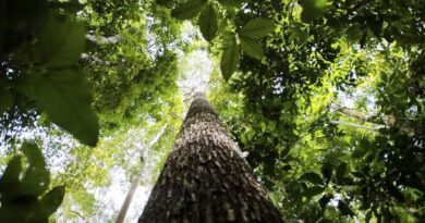 Países defendem fundo florestal com recursos carimbados para indígenas