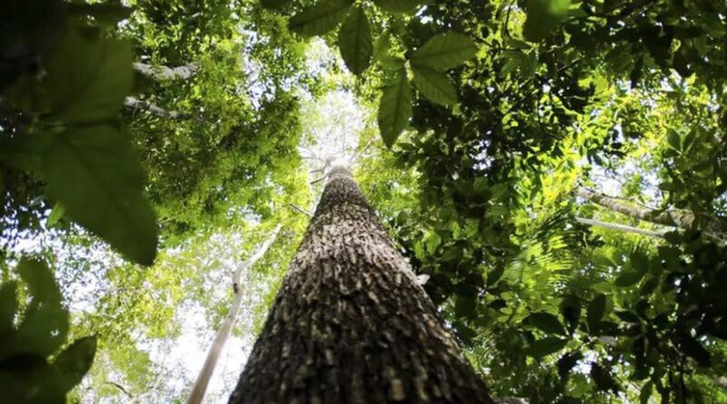 Países defendem fundo florestal com recursos carimbados para indígenas