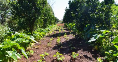 Petrobras participará de programa de incentivo a florestas produtivas